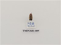 藏品(大端黑螢)的圖片